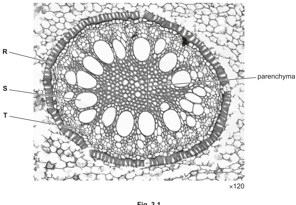 Fig. 3.1