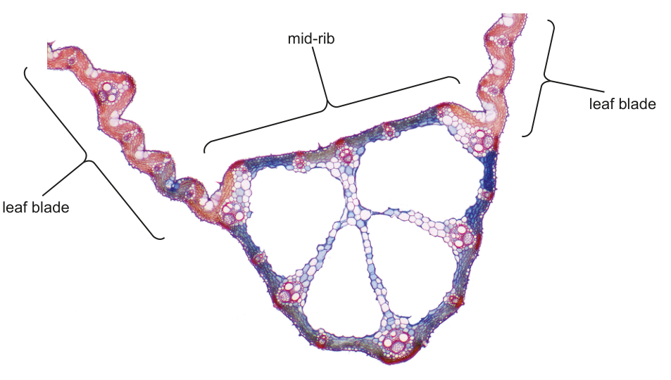 Fig. 2.1