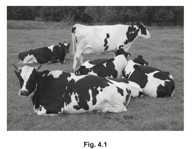 Fig. 4.1