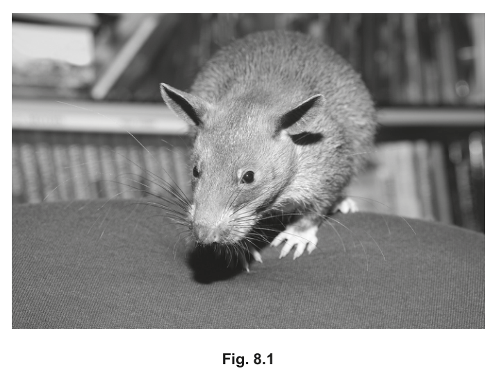 Fig. 8.1