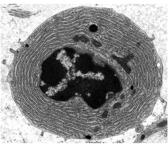 Fig. 38.1