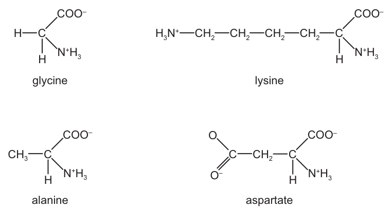Amino Acids