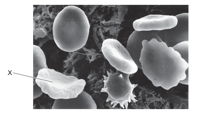 Fig. 16.1