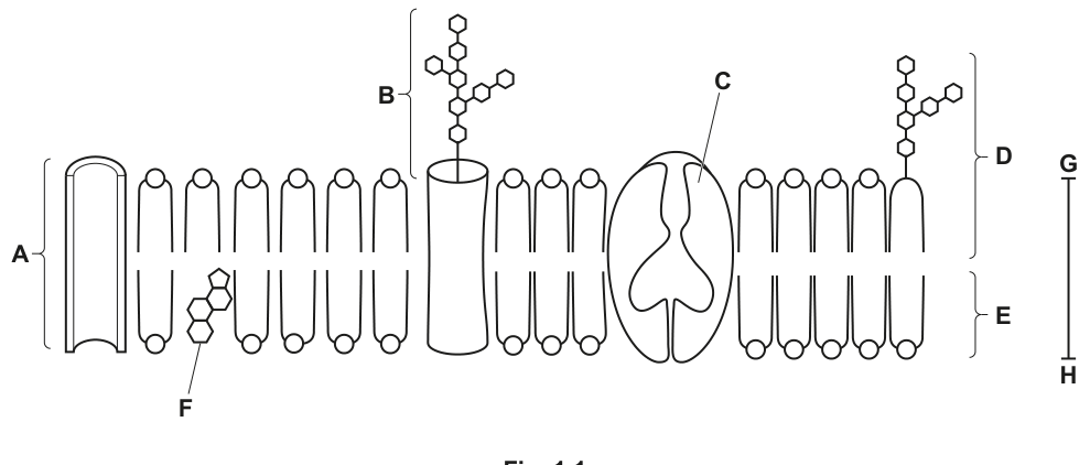 Fig. 1.1
