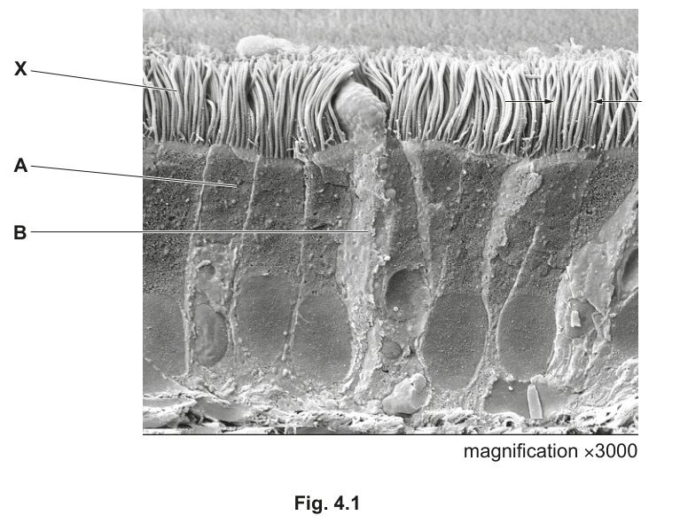 Fig. 4.1