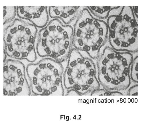 Fig. 4.2