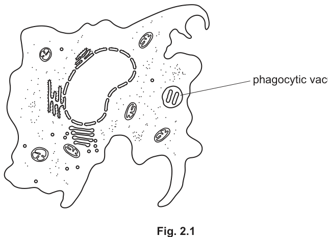 Fig. 2.1