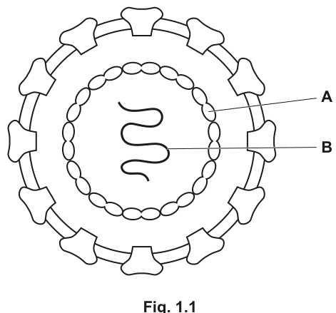 Fig. 1.1