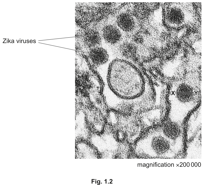 Fig. 1.2