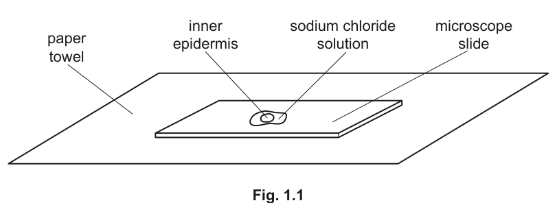 Fig. 1.1