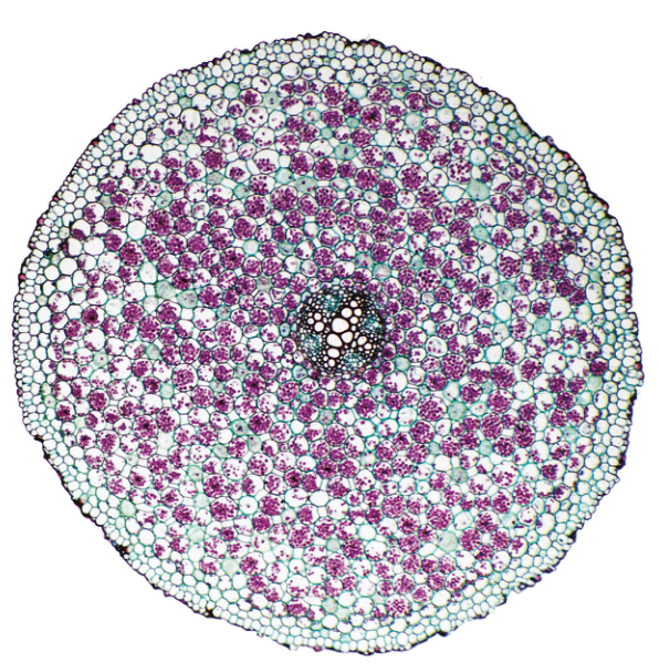 Fig. 2.4