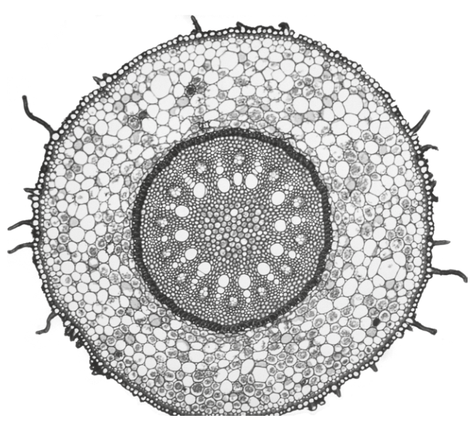 Fig. 2.5