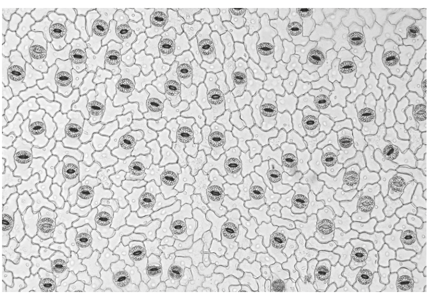 Fig. 2.4