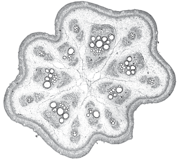 Fig. 2.1
