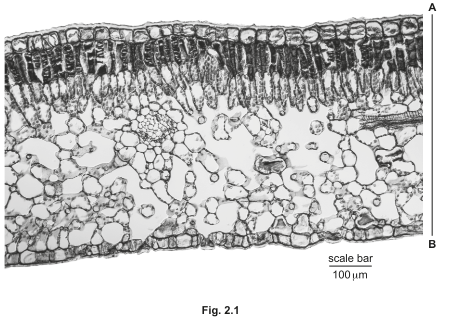 Fig. 2.1