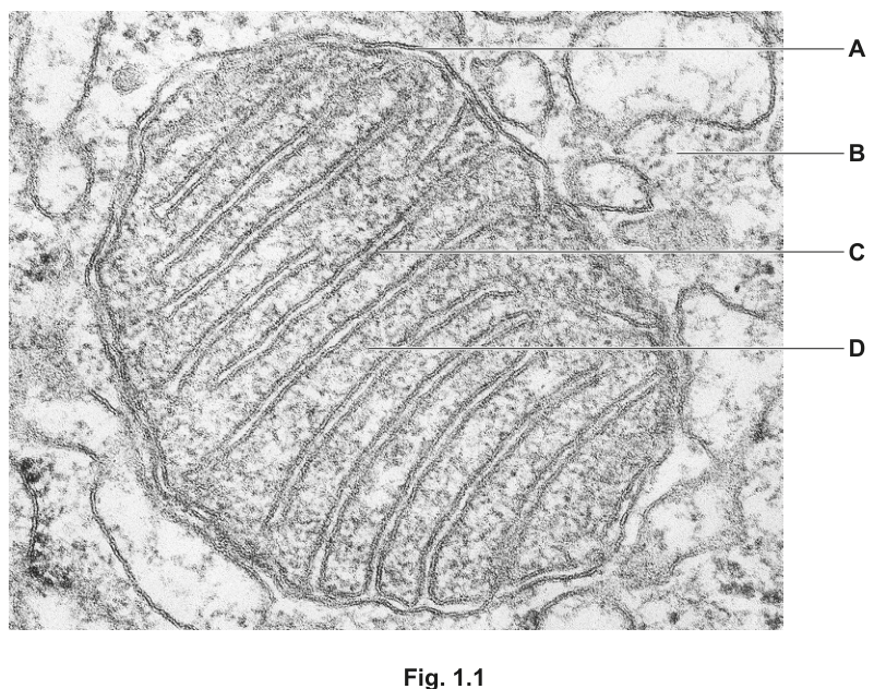 Fig. 1.1