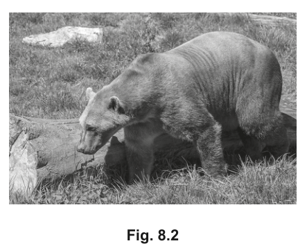 Fig. 8.2