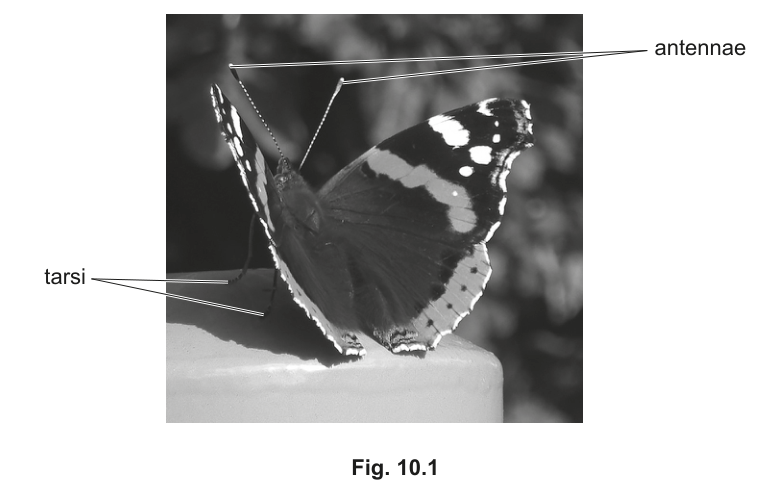 Fig. 10.1