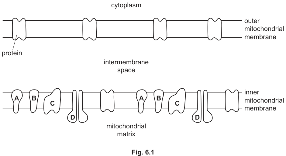 Fig. 6.1