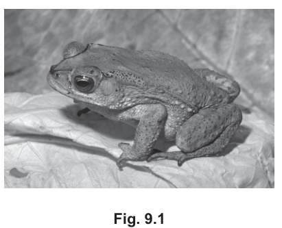Fig. 9.1