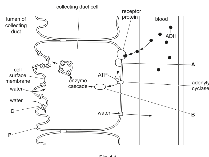 Fig. 1.1