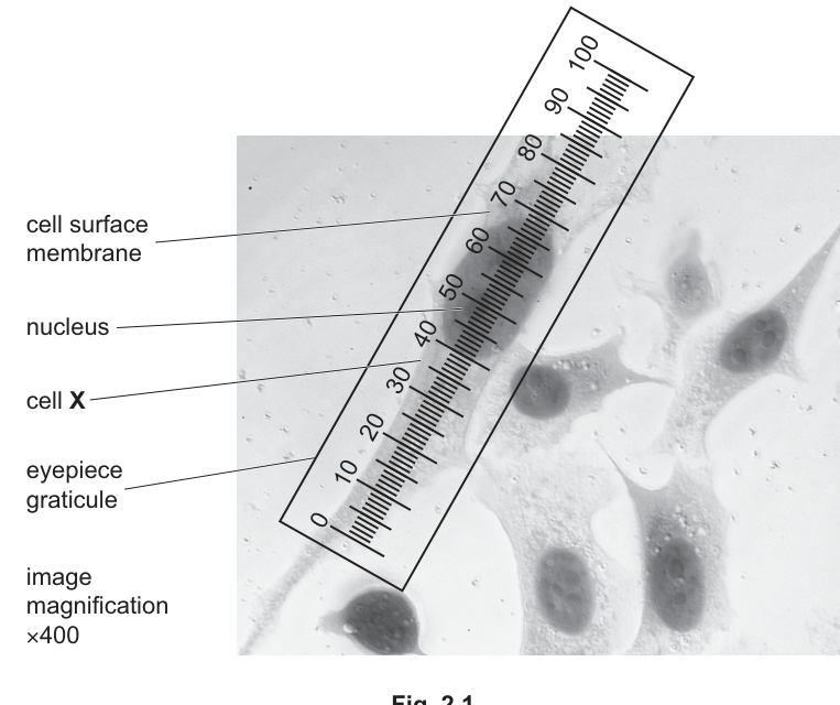 Fig. 2.1