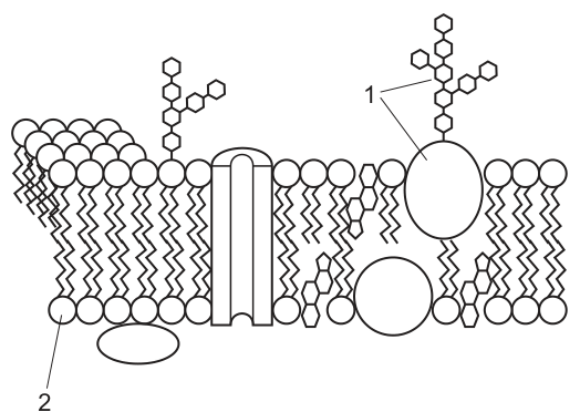 Cell Membrane