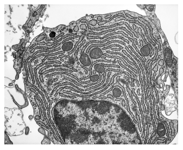 Fig. 2.1
