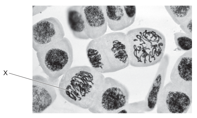 Fig. 19.1
