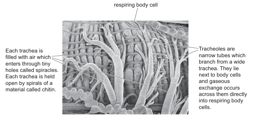 Fig. 34.1