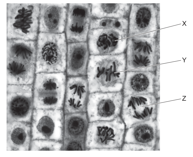 Fig. 19.1