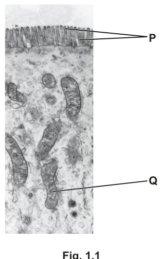 Fig. 1.1