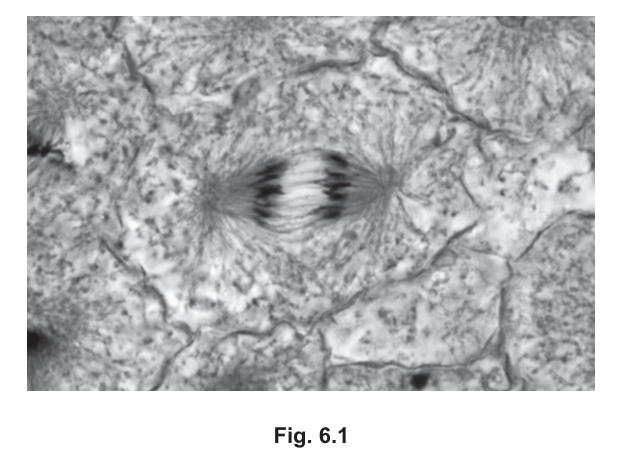 Fig. 6.1