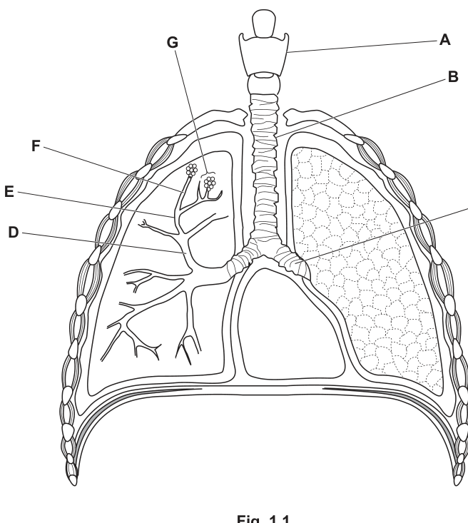 Fig. 1.1