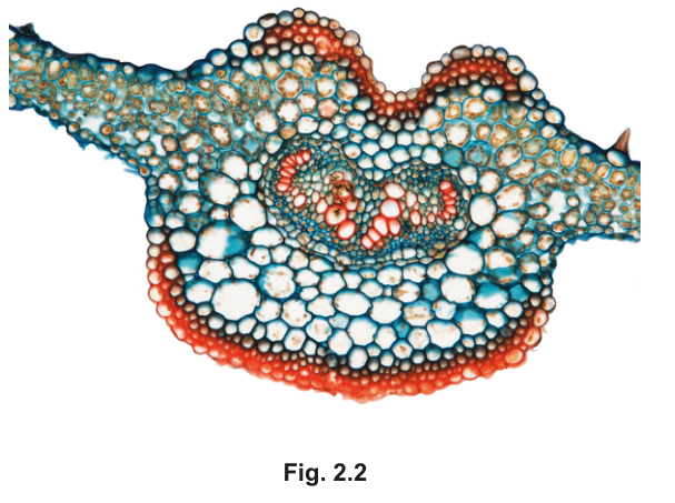 Fig. 2.2