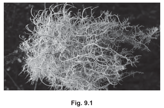 Fig. 9.1