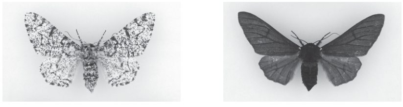 Fig. 10.1 and 10.2