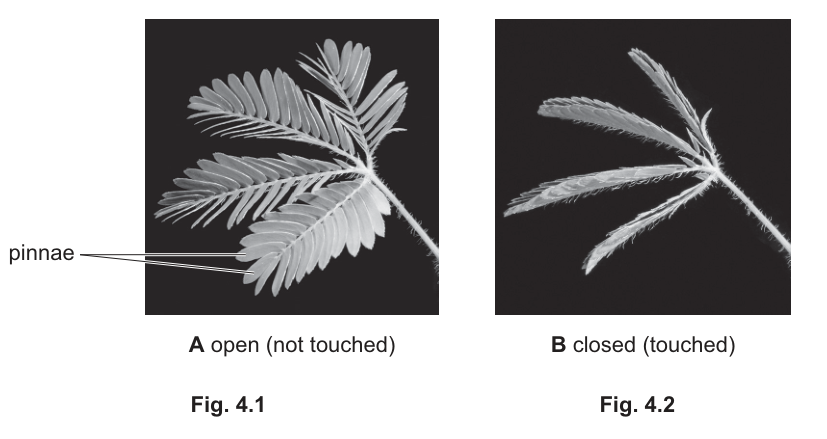Fig. 4.1 and 4.2