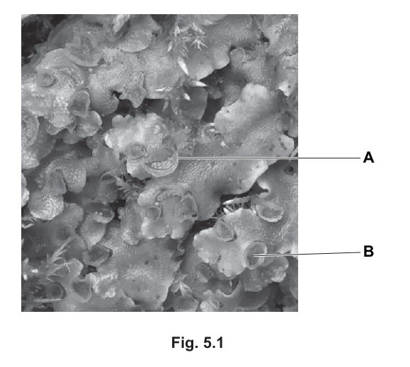 Fig. 5.1