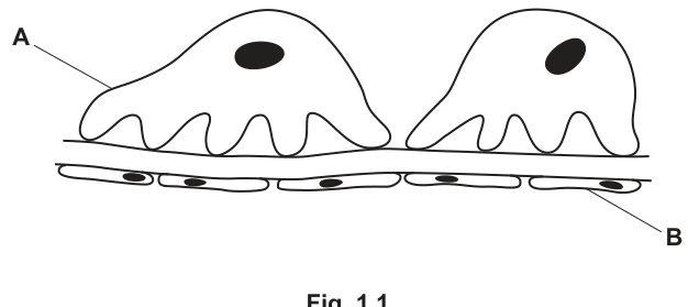 Fig. 1.1