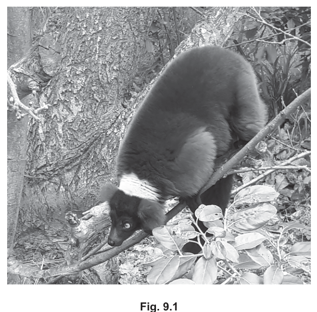Fig. 9.1