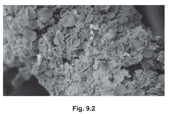 Fig. 9.2