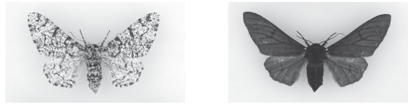 Fig. 10.1 and 10.2