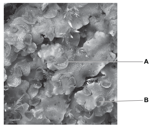 Fig. 5.1