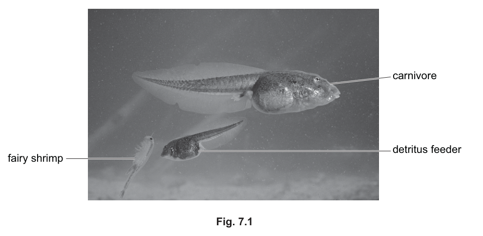 Fig. 7.1