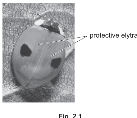 Fig. 2.1