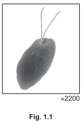 Fig. 1.1