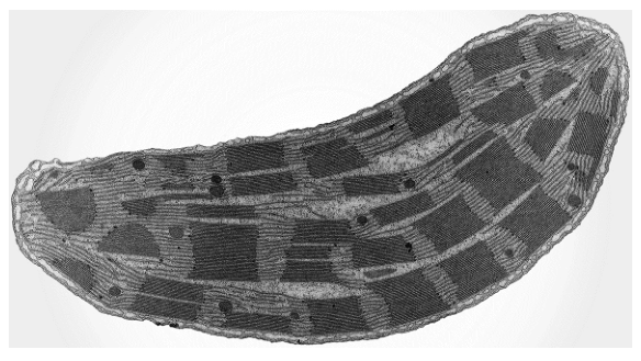 Fig. 6.1
