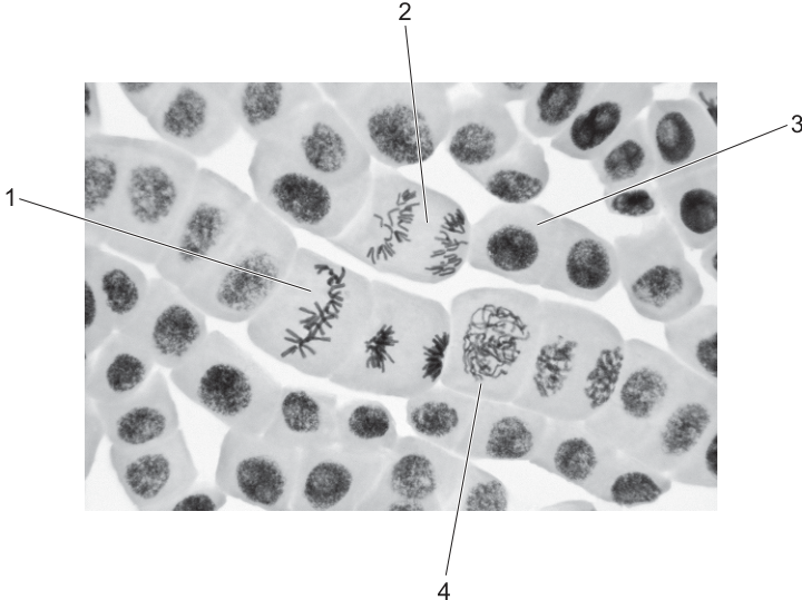 Fig. 20.1