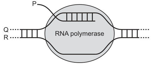 Fig. 25.1
